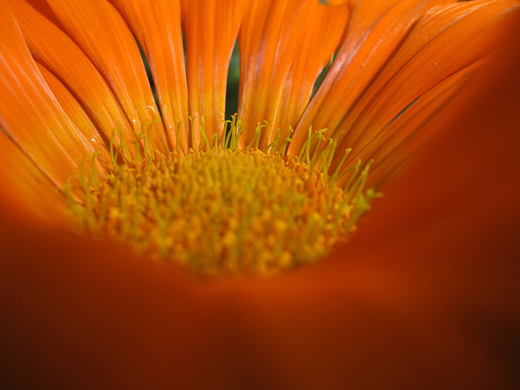 macro, Blossom, Bloom, arancio, primavera