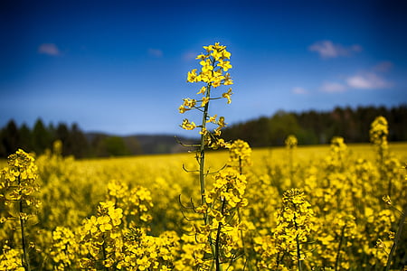 field, nature, plants, rapeseed, springtime, sunny, yellow flowers