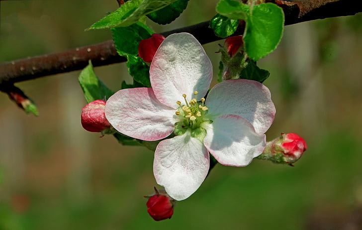 primavera, Apple, flor, Huerta, naturaleza, primavera, floración