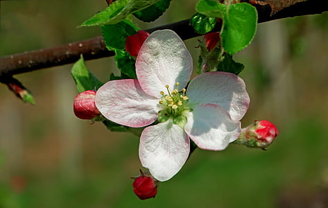 musim semi, Apple, bunga, Orchard, alam, musim semi, mekar