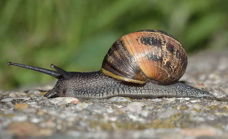 mollusc, invertebrates, snail