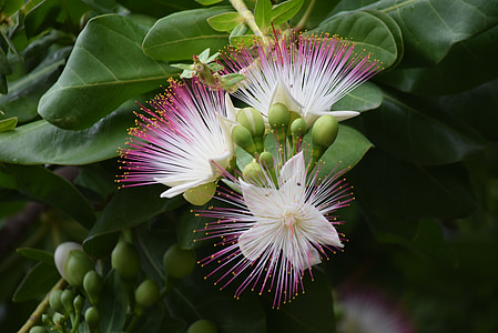 mar putat, flor, Barringtonia asiatica