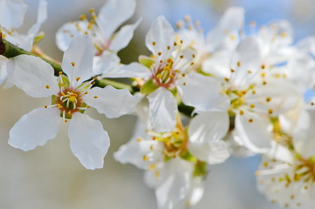 mùa xuân, Blossom, nở hoa, Thiên nhiên, thực vật, cây, Sân vườn