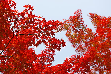 rojo, Arce, árbol, hoja, otoño, árbol rojo, hoja roja