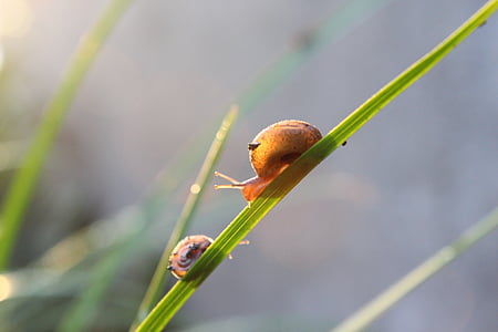 snails, early in the morning, grass, sunshine, nature