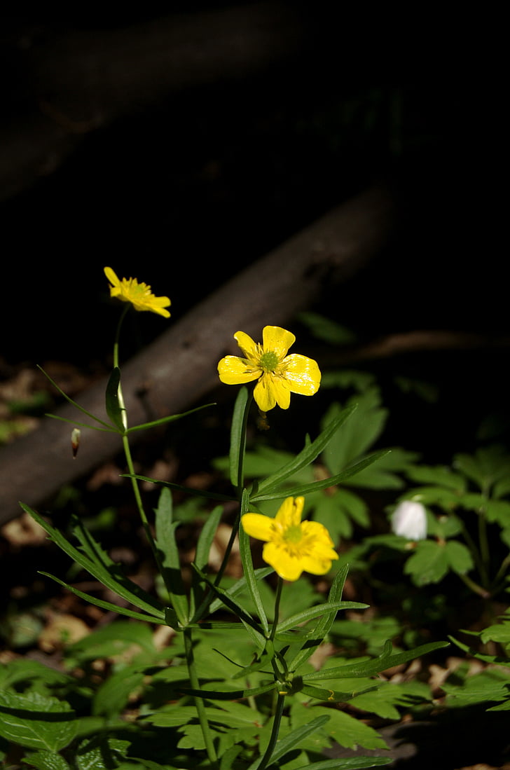 riccioli d'oro, giallo, fiori, foresta, primavera, natura, ranúnculus aurícomus