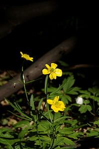 Zlatolaska, rumena, cvetje, gozd, pomlad, narave, ranúnculus aurícomus