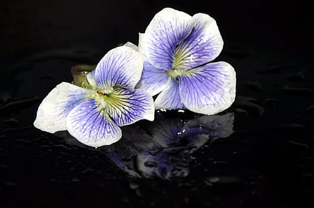jar, Violet, Príroda, kvet, krehkosť, Petal, kvetu