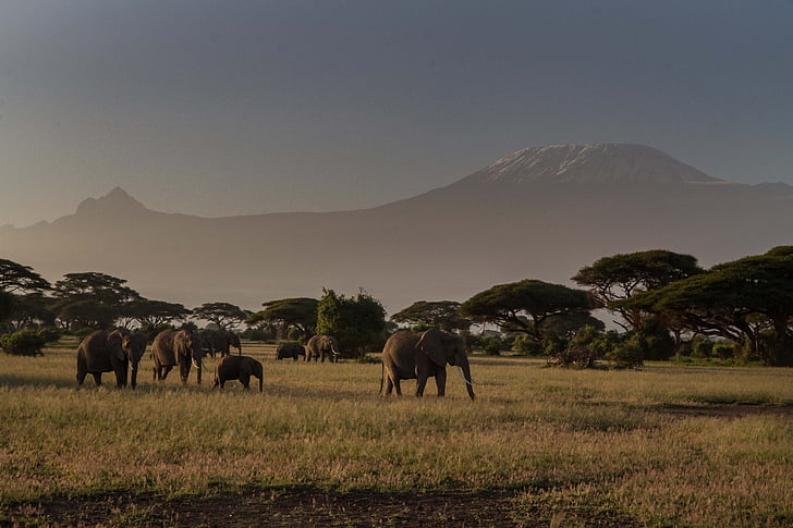 Afrika, slon africký, velké pětky, slon, Keňa, Příroda, východní Afrika