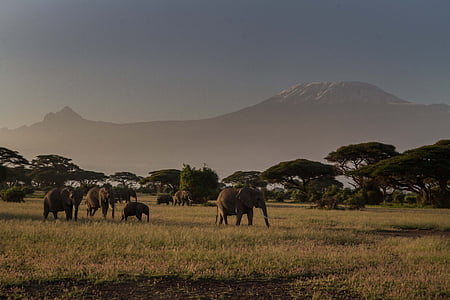 Afrika, Afrikanischer Elefant, fünf großen, Elefant, Kenia, Natur, Ost-Afrika