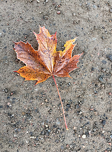 lönnlöv, höstlöv, på marken, hösten, Leaf, naturen, säsong