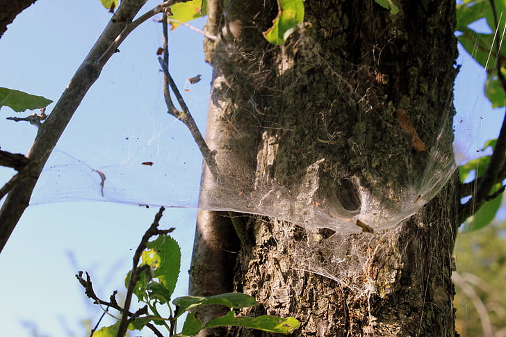 pavouk, hnízdo, pavučina, tunelové propojení, hmyz, tunelového propojení webu, predátor