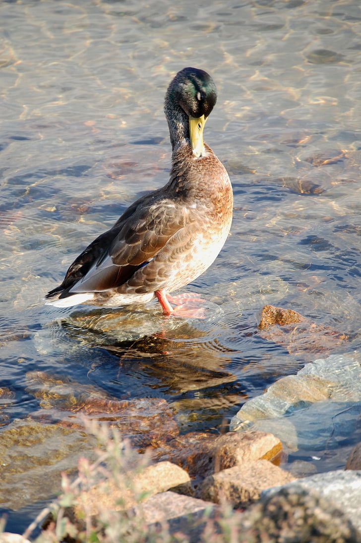 duck, water, water bird, stone, waters, bird, nature