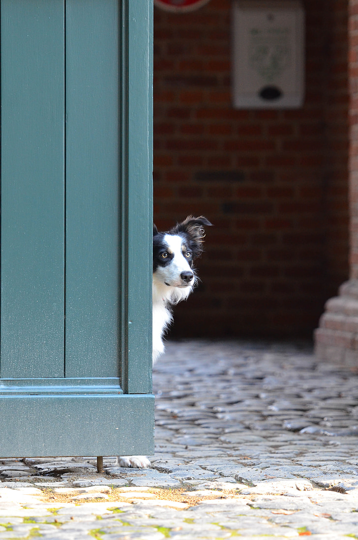border collie, porta, cão de pastor inglês