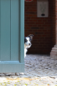 robnik škotski ovčarski pes, vrata, britanske ovčarske