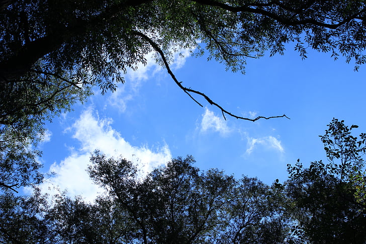 forest, trees, sky, clouds, blue, white, green