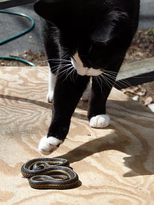 katten, slange, Felix, strømpebånd slange, Smoking katt, Smoking, jeger