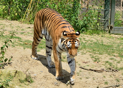 Tygrys, ogród zoologiczny, bezdroża, Kot, drapieżnik, Obudowa