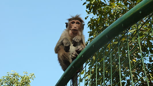 monkey, makake, sri lanka, animal, primate, wildlife, mammal