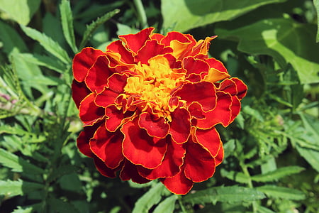 marigold, red, orange, plant, blossom, bloom, nature