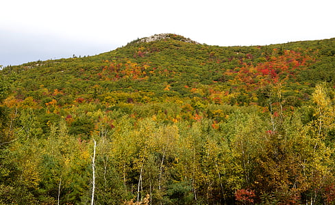 jesień, upadek, liści, lasu, wzgórze, pozostawia, góry