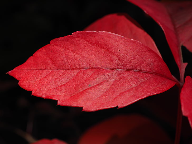 wine partner, leaf, red, ordinary jungfernrebe, wine, autumn, parthenocissus vitacea