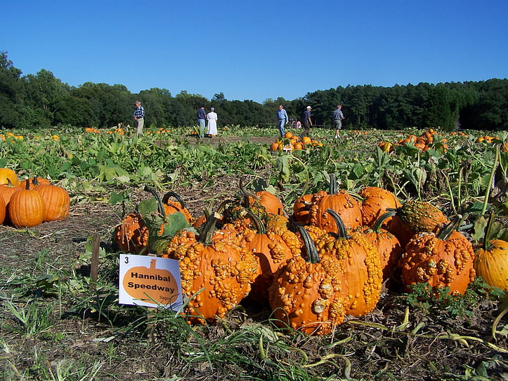 pumpkins, farm, orange, farming, field, agriculture, fall