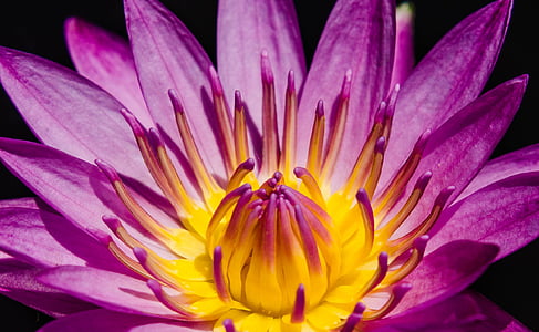 Nærbilde, nærbilde av water lily, pen lilla vannlilje, Suite, hage, Lake, blomst