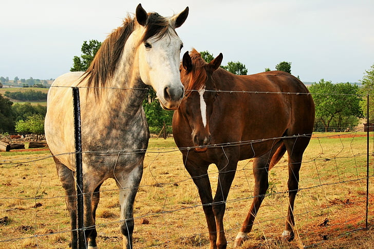 staket, hästar, brun, brokig, vit, vänlig