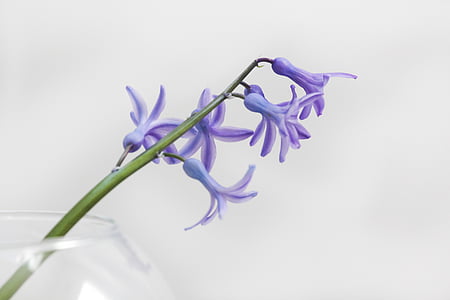 ungu, bunga, alam, kaca, vas, interior