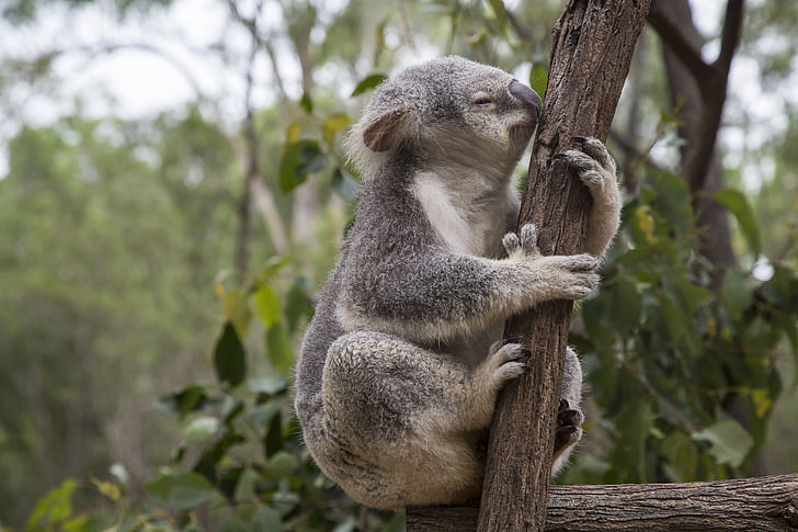 Avustralya, Brisbane, Okaliptüs, Koala, hayvan, yaban hayatı, memeli