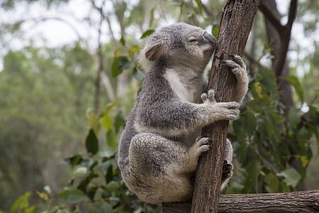 australia, brisbane, eucalyptus, koala, animal, wildlife, mammal