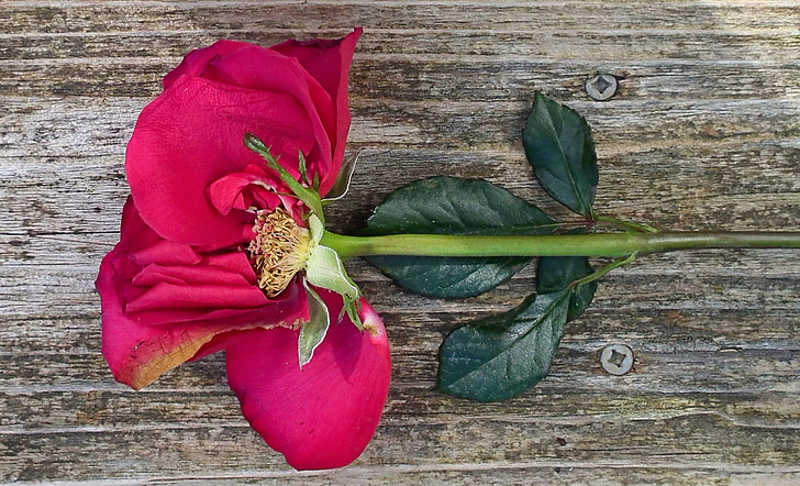 Rosa, pètals, fusta, flor, tija, botànic, romàntic