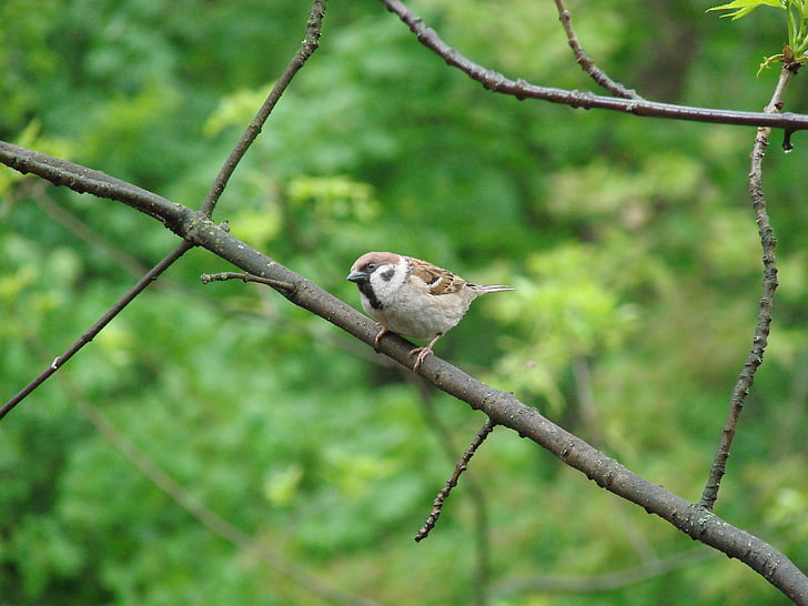 Sparrow, nysgjerrighet, fugler, fuglen, natur, dyreliv, dyr