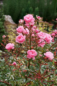 slējās, rozā, puķe, Bloom, daba, dārza Buša