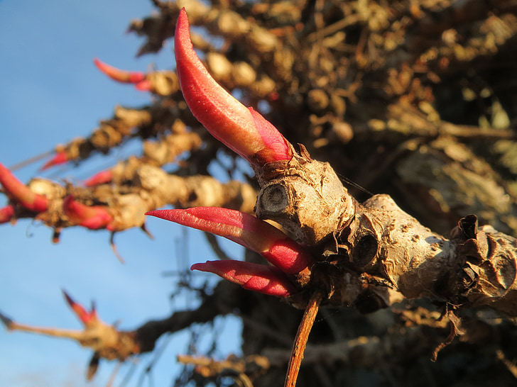 Parthenocissus quinquefolia, virginia creeper, pianta rampicante Victoria, cinque-leaved edera, cinque dita, Bud, Flora