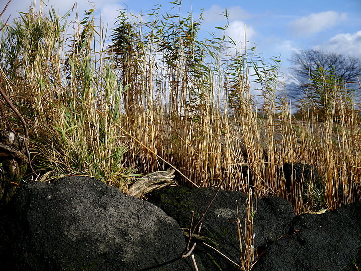 Reed, batu, tanaman