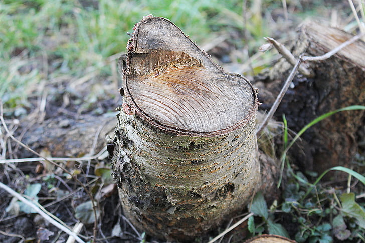 bark, wood, sawed off, nature, tree, forest, tree Stump