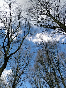 stromy, estetické, obloha, mraky, modrá, Příroda, Les