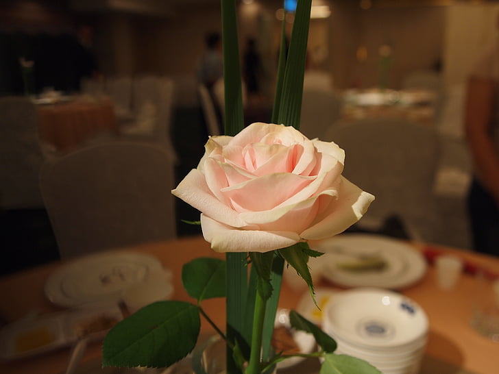 levantou-se, flores silvestres, flor-de-rosa, festival de rosa, Dom, decoração de mesa, casamento
