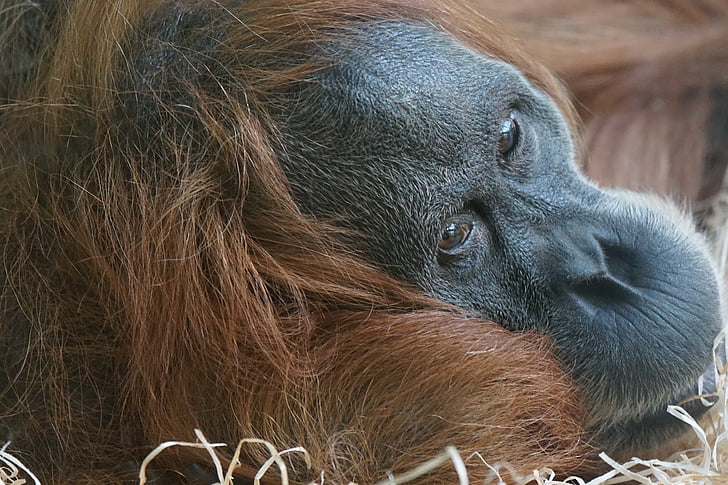 dieren, Primate, aap, orang-oetan, Sumatra