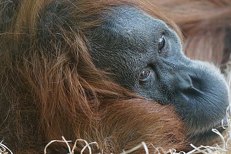 animals, primate, ape, orang-utan, sumatra