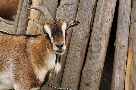 goat, dwarf goat, pet, zoo, animal, nature, farm