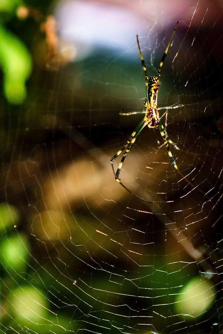 Spider, Web, putukate, Ämblikulaadsed, Ämblikuvõrk, õudne, loodus