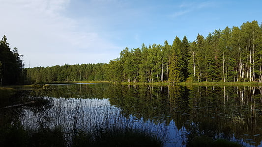 víz, erdő, Svédország, kültéri, Västmanland, nyári, tó