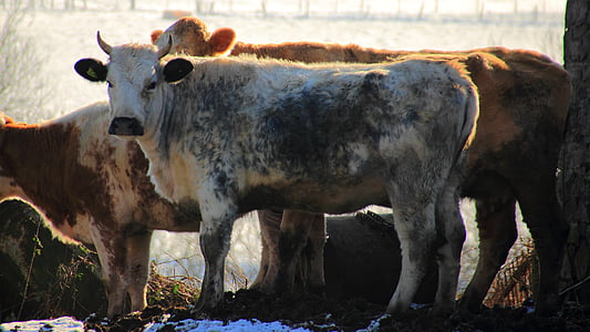 Kuh, Rindfleisch, Kalb, Gegenlicht, Bauernhof, Rinder, Tiere