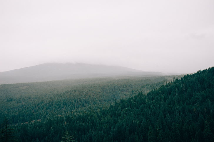 forest, fog, foggy, trees, green, fields, grey