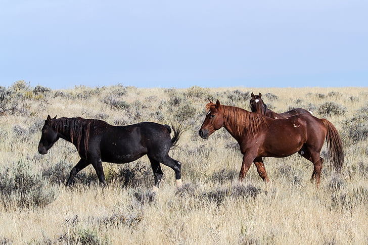 heste, vilde heste, Mustangs, amerikanske vilde heste, Wild Mustang, freilebend, hest