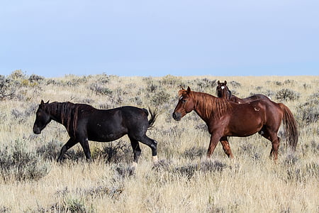 hobused, metsikud hobused, Mustangs, Ameerika metsikud hobused, looduslike mustangs, freilebend, hobune