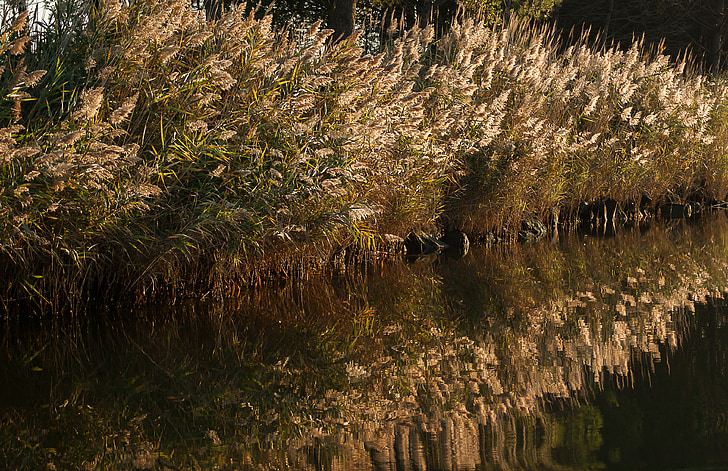 reeds, marsh, water plants, reflections, water courses